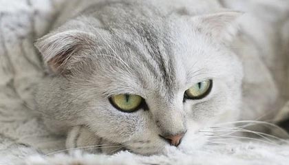 云开体育app下载-凯尔登约翰逊值得入手吗？(2026.1.21)