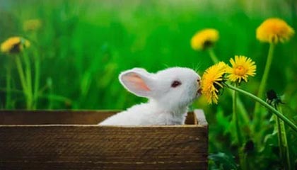 云开体育app下载-凯尔登约翰逊值得入手吗？(2026.1.21)